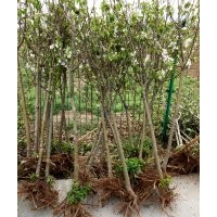 八棱海棠樹之鄉(xiāng) 八棱海棠報價 八棱海棠四季移植