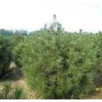 1.5米白皮松2米白皮松大量出售