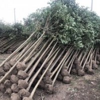 東臺大葉女貞樹苗