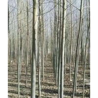 新疆楊 胡楊 河北楊 沙棘 檉柳（紅柳）云杉 油松