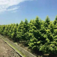 金葉水杉_主要經(jīng)營金葉水杉_苗木種類繁多