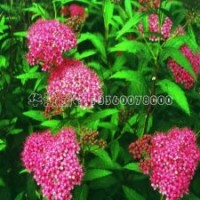 繡線(xiàn)菊苗、球多少錢(qián)一棵？