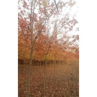 美國紅楓 5公分4o元,6公分55元,7公分100元