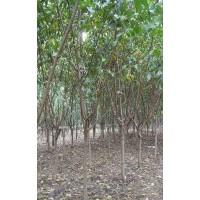 河北紅葉碧桃 保定紅葉碧桃 定興縣紅葉碧桃3-6公分