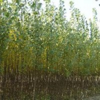 江蘇6公分7公分意楊樹價格，10公分裸根意楊報價