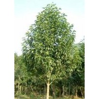 山東深山含笑產(chǎn)地報價，苗圃10公分15公分含笑出售