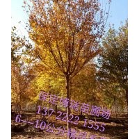 五角楓報(bào)價(jià)，香花槐價(jià)格，杜仲基地，河北垂柳