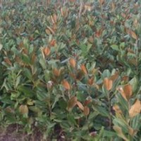 10公分廣玉蘭價(jià)格