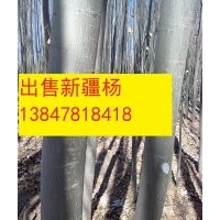 大量出售新疆楊