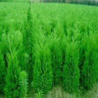 供應(yīng)80公分蜀檜-蜀檜基地價(jià)格