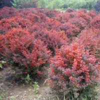 紫葉小檗