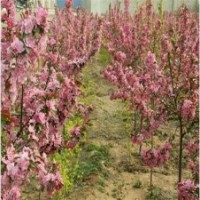 出售各種綠化、占地苗木