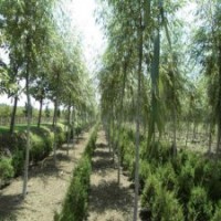 江蘇誠信的柳樹基地，你知道在哪