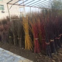 江蘇基地4公分紅楓的價格，苗源充足