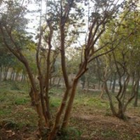 求購精品的紫薇花苗，江蘇貨源足