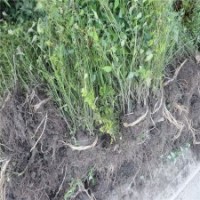 冠幅60公分棣棠球的批發(fā)價格_保質保量