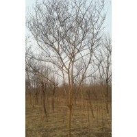 出售紫薇10-15公分，手機(jī)15966192988