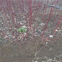 大量批發(fā)紅瑞木小苗，江蘇貨源多