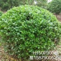 江西海桐，南昌海桐哪里有海桐賣江西海桐色塊苗價(jià)格海桐球供應(yīng)商