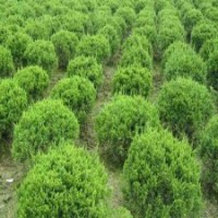 冠幅60公分灑金柏球的批發(fā)價(jià)格