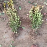 瓜子黃楊怎么種_江蘇基地大量貨源_包栽包活