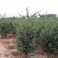 江蘇基地100公分高刺柏的價(jià)格