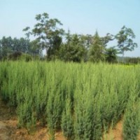 江蘇基地80公分高刺柏的價(jià)格