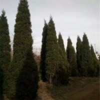 50公分塔柏的批發(fā)價是1.2元