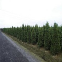 產(chǎn)地直銷300公分圓柏_批發(fā)價68元