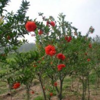 地徑3公分花石榴的批發(fā)價格是20元