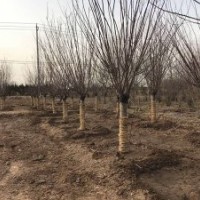 批發(fā)的美人梅基地，江蘇現(xiàn)貨