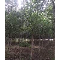 大量低價(jià)供應(yīng)一二級(jí)國(guó)槐樹(shù)量大優(yōu)惠