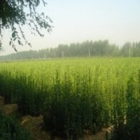 北海道黃楊是黃楊木的品種嗎？