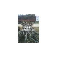 山西國槐3公分-5公分-8公分-10公分-12公分