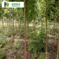 河北欒樹...6公分欒樹...8公分欒樹