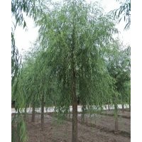 9公分垂柳價格（苗圃）