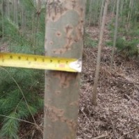 供應(yīng)109柳樹