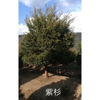 東北紫杉 日本紅豆杉 多頭紫杉 旱杉