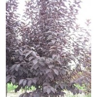 紫葉稠李 紅葉李 紫葉李 臭李