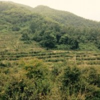 供應(yīng)精品雞爪槭7公分到24公分紅楓8到18公分