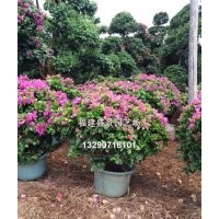 福建三角梅，四川三角梅，海南三角梅