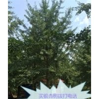 25公分銀杏樹(shù)價(jià)格1800元