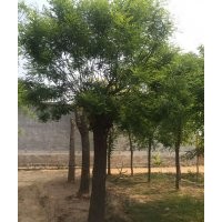 大規(guī)格國(guó)槐