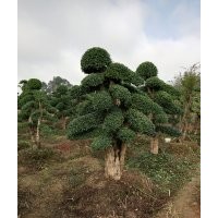 供應(yīng)30-40-50-60公分優(yōu)質(zhì)精品造型小葉女貞(多桿有主桿價(jià)格不同)
