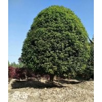 供應(yīng)精品八月桂四季桂250-500冠幅