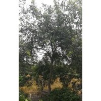 10-15的樸樹供應