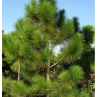 馬尾松各種規(guī)格1-15公分