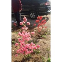 大量出售：映山紅！