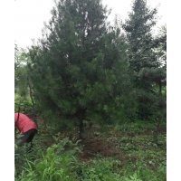 五角楓，黃連木，紅黃櫨，白皮松，油松1米苗