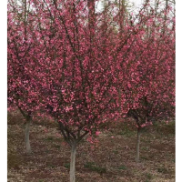 垂絲海棠2-13公分